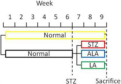 Beneficial Actions of Essential Fatty Acids in Streptozotocin-Induced Type 1 Diabetes Mellitus